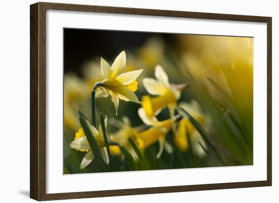 Flowering Wild Daffodils (Narcissus Pseudonarcissus) Dunsdon Wood, Dartmoor Np, England, UK, March-Ross Hoddinott-Framed Photographic Print