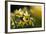 Flowering Wild Daffodils (Narcissus Pseudonarcissus) Dunsdon Wood, Dartmoor Np, England, UK, March-Ross Hoddinott-Framed Photographic Print