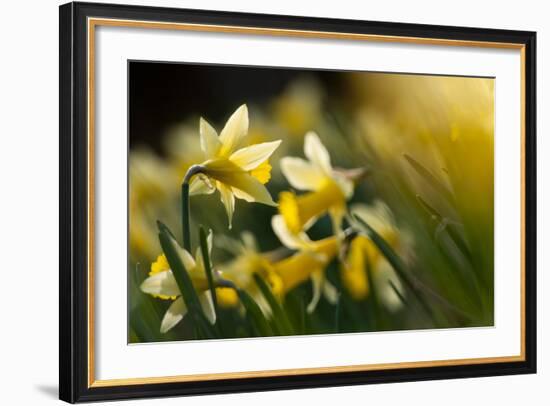 Flowering Wild Daffodils (Narcissus Pseudonarcissus) Dunsdon Wood, Dartmoor Np, England, UK, March-Ross Hoddinott-Framed Photographic Print