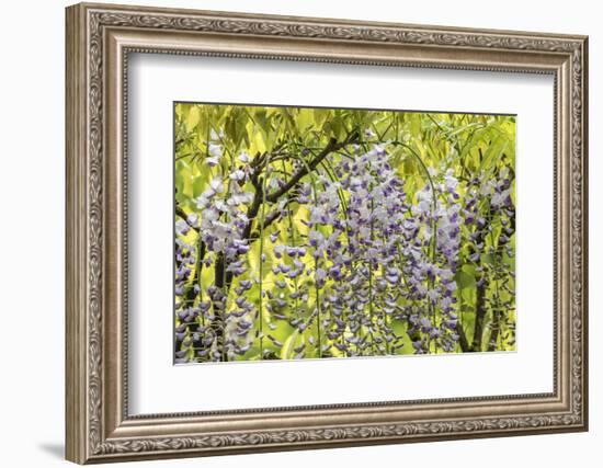 Flowering wisteria vines, Portland Japanese Garden, Oregon.-William Sutton-Framed Photographic Print