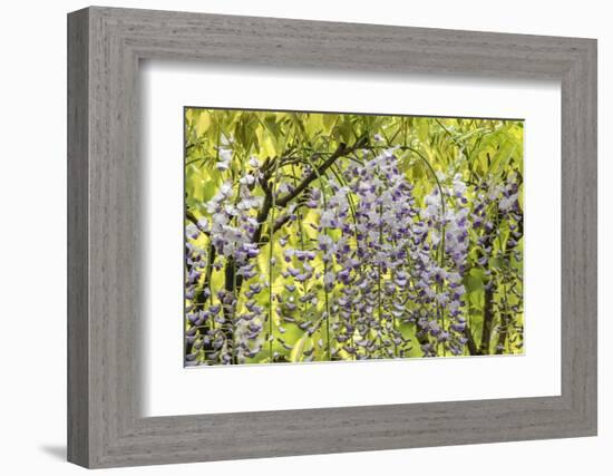 Flowering wisteria vines, Portland Japanese Garden, Oregon.-William Sutton-Framed Photographic Print