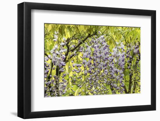 Flowering wisteria vines, Portland Japanese Garden, Oregon.-William Sutton-Framed Photographic Print