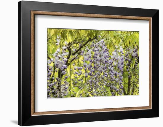 Flowering wisteria vines, Portland Japanese Garden, Oregon.-William Sutton-Framed Photographic Print