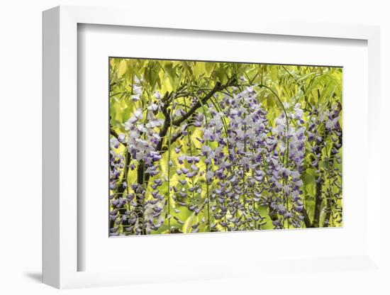 Flowering wisteria vines, Portland Japanese Garden, Oregon.-William Sutton-Framed Photographic Print