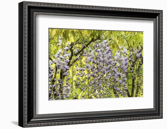 Flowering wisteria vines, Portland Japanese Garden, Oregon.-William Sutton-Framed Photographic Print