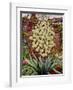 Flowering Yucca-Christopher Ryland-Framed Giclee Print
