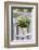 Flowerpot, Asters, Autumn Flowers, Chair-Andrea Haase-Framed Photographic Print