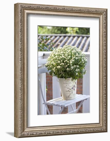 Flowerpot, Asters, Autumn Flowers, Chair-Andrea Haase-Framed Photographic Print