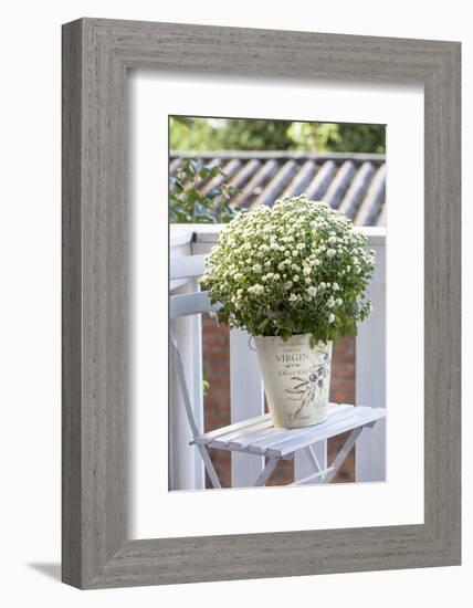 Flowerpot, Asters, Autumn Flowers, Chair-Andrea Haase-Framed Photographic Print