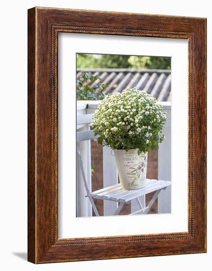 Flowerpot, Asters, Autumn Flowers, Chair-Andrea Haase-Framed Photographic Print