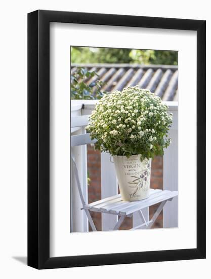 Flowerpot, Asters, Autumn Flowers, Chair-Andrea Haase-Framed Photographic Print