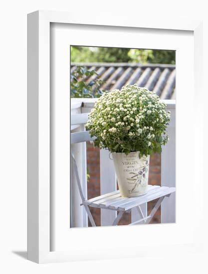 Flowerpot, Asters, Autumn Flowers, Chair-Andrea Haase-Framed Photographic Print