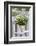 Flowerpot, Asters, Autumn Flowers, Chair-Andrea Haase-Framed Photographic Print