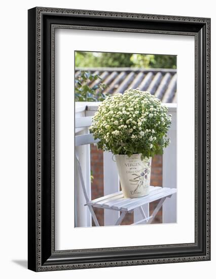 Flowerpot, Asters, Autumn Flowers, Chair-Andrea Haase-Framed Photographic Print