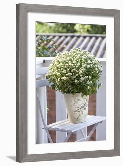 Flowerpot, Asters, Autumn Flowers, Chair-Andrea Haase-Framed Photographic Print