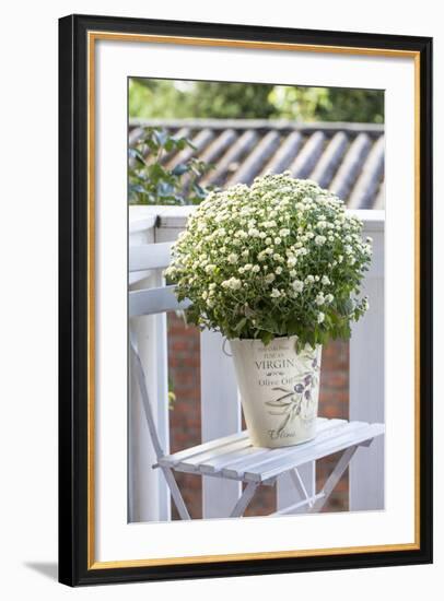 Flowerpot, Asters, Autumn Flowers, Chair-Andrea Haase-Framed Photographic Print