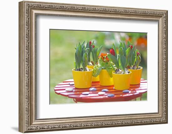 Flowerpots with tulips, red tulip buds of the parrot tulip, Tulipa, close-up-Sandra Gutekunst-Framed Photographic Print