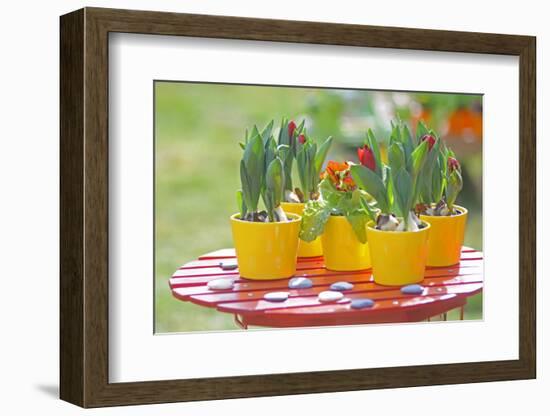 Flowerpots with tulips, red tulip buds of the parrot tulip, Tulipa, close-up-Sandra Gutekunst-Framed Photographic Print