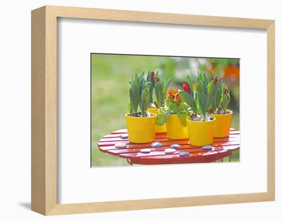 Flowerpots with tulips, red tulip buds of the parrot tulip, Tulipa, close-up-Sandra Gutekunst-Framed Photographic Print