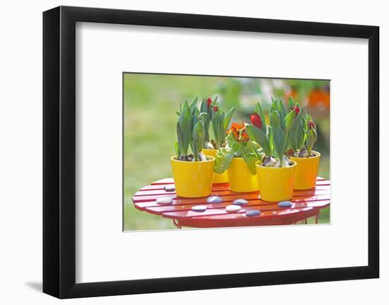Flowerpots with tulips, red tulip buds of the parrot tulip, Tulipa, close-up-Sandra Gutekunst-Framed Photographic Print