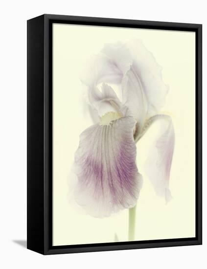 Flowers Aglow I-Judy Stalus-Framed Premier Image Canvas