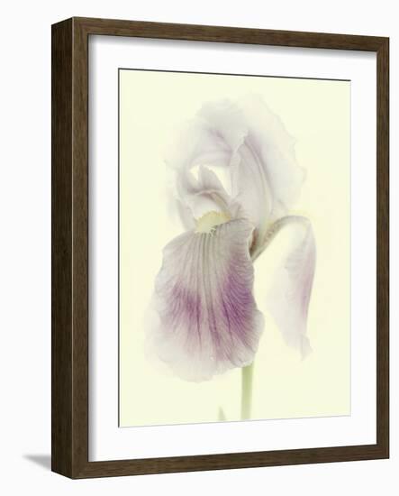 Flowers Aglow I-Judy Stalus-Framed Photographic Print