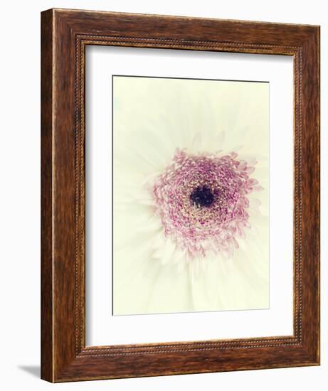 Flowers Aglow II-Judy Stalus-Framed Photographic Print