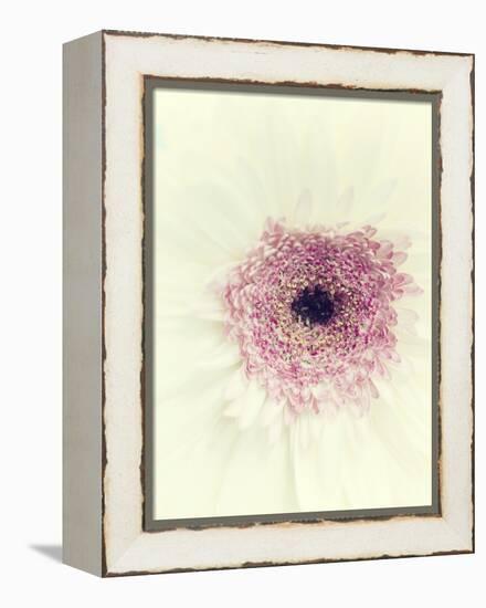 Flowers Aglow II-Judy Stalus-Framed Premier Image Canvas