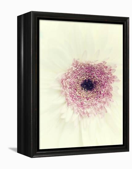 Flowers Aglow II-Judy Stalus-Framed Premier Image Canvas