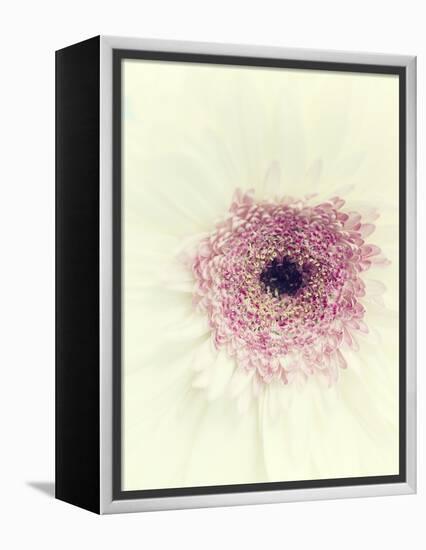 Flowers Aglow II-Judy Stalus-Framed Premier Image Canvas