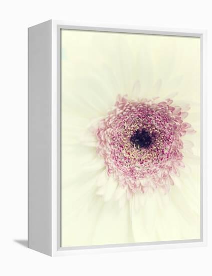 Flowers Aglow II-Judy Stalus-Framed Premier Image Canvas