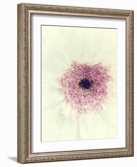 Flowers Aglow II-Judy Stalus-Framed Photographic Print