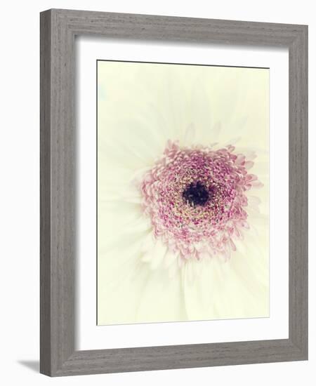 Flowers Aglow II-Judy Stalus-Framed Photographic Print