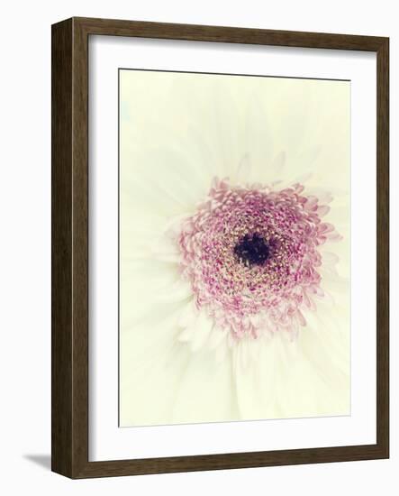 Flowers Aglow II-Judy Stalus-Framed Photographic Print