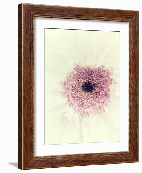 Flowers Aglow II-Judy Stalus-Framed Photographic Print