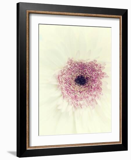 Flowers Aglow II-Judy Stalus-Framed Photographic Print