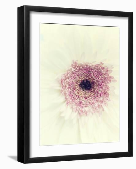 Flowers Aglow II-Judy Stalus-Framed Photographic Print