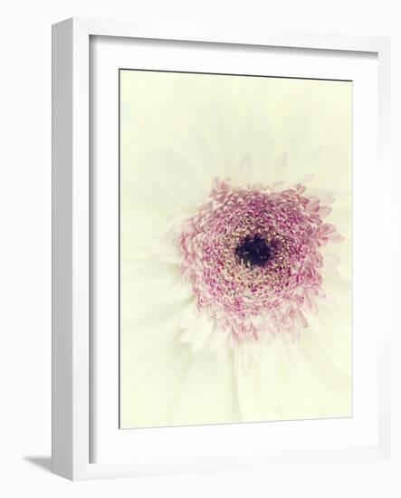 Flowers Aglow II-Judy Stalus-Framed Photographic Print