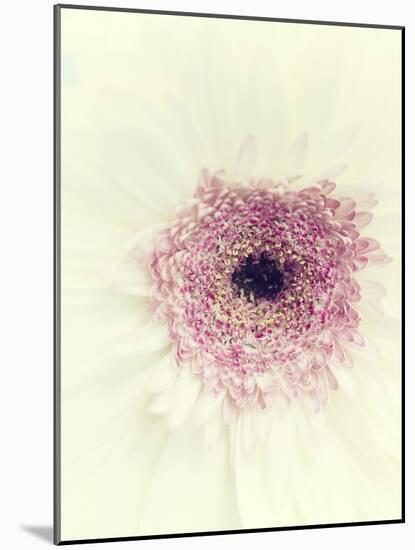 Flowers Aglow II-Judy Stalus-Mounted Photographic Print