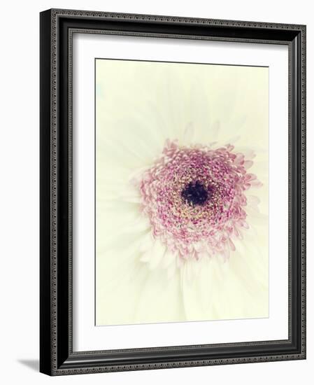 Flowers Aglow II-Judy Stalus-Framed Photographic Print