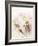 Flowers Aglow III-Judy Stalus-Framed Photographic Print