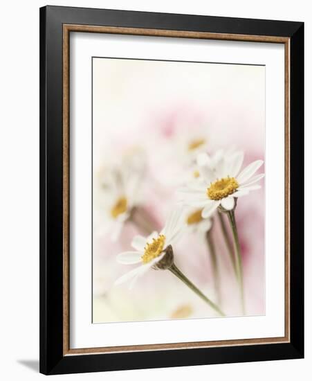 Flowers Aglow III-Judy Stalus-Framed Photographic Print