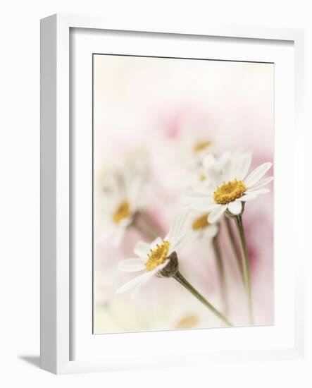 Flowers Aglow III-Judy Stalus-Framed Photographic Print