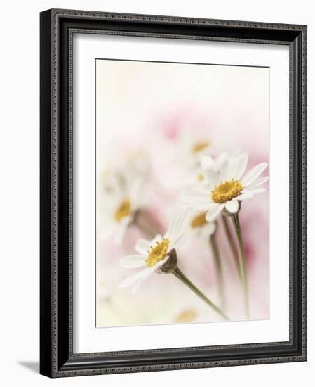 Flowers Aglow III-Judy Stalus-Framed Photographic Print