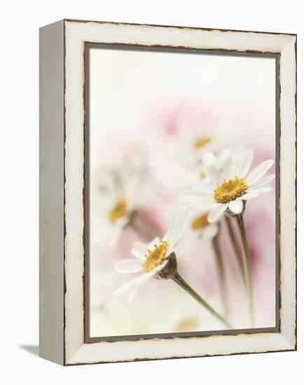 Flowers Aglow III-Judy Stalus-Framed Premier Image Canvas