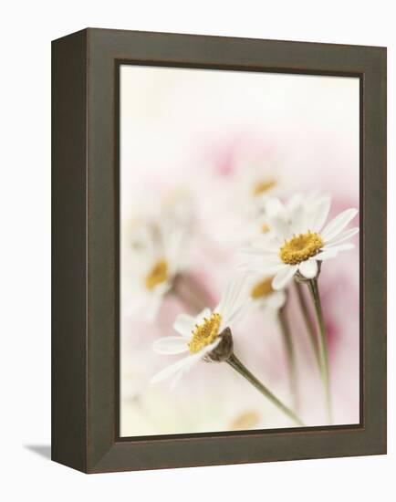 Flowers Aglow III-Judy Stalus-Framed Premier Image Canvas