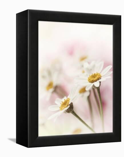 Flowers Aglow III-Judy Stalus-Framed Premier Image Canvas