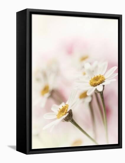 Flowers Aglow III-Judy Stalus-Framed Premier Image Canvas