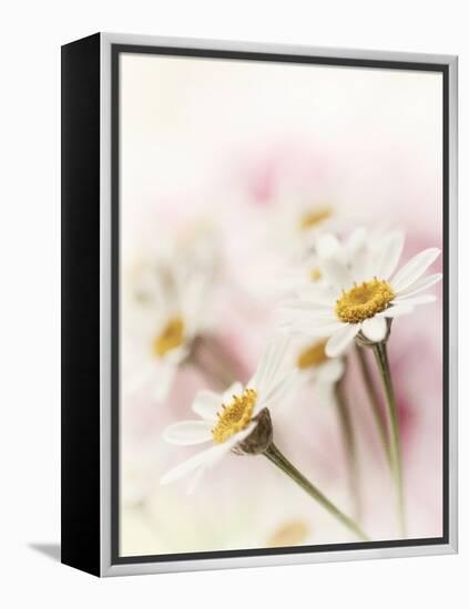 Flowers Aglow III-Judy Stalus-Framed Premier Image Canvas