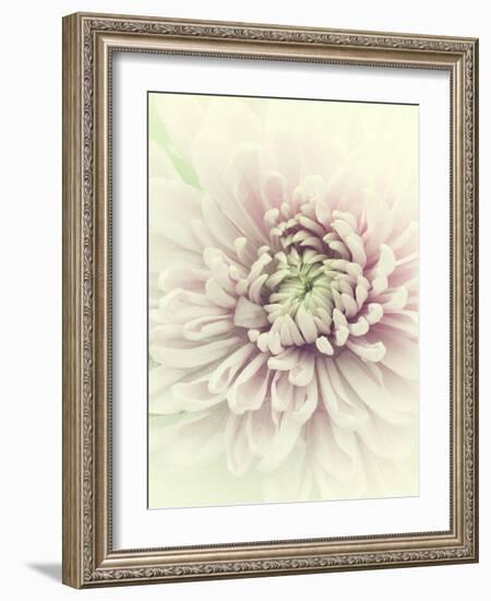 Flowers Aglow IV-Judy Stalus-Framed Photographic Print